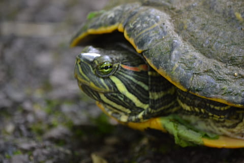 , un animal, animale tematice, animal, animale sălbatice, animale în sălbăticie, animale vertebrate, târâtoare, a închide, broasca testoasa, partea corpului animalului, nici o persoana, cap de animal, zi, natură, testoasa, coajă, să se concentreze asupra primelor elemente, coajă de animale, în aer liber, grădină zoologică, tortoise shell, ochi de animale, pe scara animalelor, 4K, CC0, domeniu public, fără drepturi de autor
