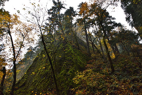 ağaçlar, forrest, gökyüzü, yeşil, iz, düşmek, parlak, PNW, oregon, ağaç, bitki, büyüme, arazi, doğada güzellik, huzur, orman, insansız, doğa, yeşil renk, düşük açılı görünüş, sakin sahne, ağaç gövdesi, gövde, gün, manzaralar - doğa, kentsel olmayan sahne, açık havada, pastoral, ormanlık, 5K, CC0, kamu malı, telif ücretsiz