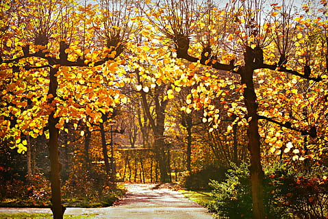 knotten, boom, takken, gebladerte, herfstkleuren, rijbaan, pad, fabriek, herfst, verandering, groei, schoonheid in de natuur, richting, de weg vooruit, natuur, geen mensen, tak, voetpad, dag, kalmte, park, buitenshuis, Oranje kleur, geel, perspectief verminderen, zonlicht, treelined, lente, herfstcollectie, vallen, 4K, CC0, publiek domein, royaltyvrij