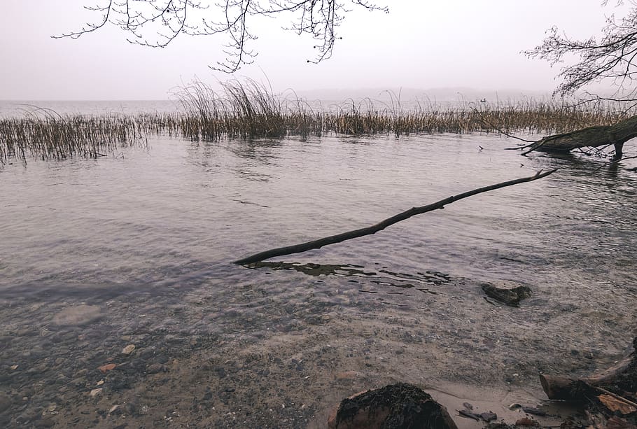 Danmark, lake esrum, vand, træ, ro, plante, natur, himmel, skønhed i naturen, scenics - natur, rolig scene, ingen mennesker, sø, dag, ikke-urbane scene, udendørs, bare træ, idyllisk, afdeling, fjern, træ - materiale, drivtømmer, død plante, 5K