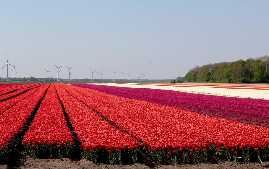 Tulpenfelder, rot, Blumen, Frühling, Niederlande, blühen, Glühbirnen, bunt, Windmühlen, Pflanze, Feld, Landwirtschaft, Umgebung, Natur, Schönheit in der Natur, Himmel, Land, Wachstum, Tag, Landschaft, keine Leute, Blume, ländliche Szene, Baum, klarer Himmel, blühende Pflanze, Ruhe, Szenen - Natur, Blumenbeet, 5K