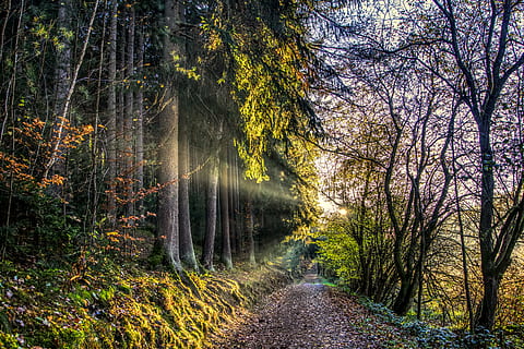 sol, raigs, posta de sol, bosc, camí forestal, tardor, fulles, fullatge de tardor, sembla, humor, paisatge, raig de sol, naturalesa, cel, llum solar, retroiluminació, arbres, lluny, cel de la nit, hdr, rang dinàmic alt, contrast, arbre, planta, terra, bellesa a la natura, creixement, el camí a seguir, tranquil·litat, direcció, escenics - natura, escena tranquil·la, cap gent, escena no urbana, dia, branca, tronc, tronc de l'arbre, idíl·lic, a l'aire lliure, perspectiva decreixent, canvi, que flueix, aigua que flueix, 5K, CC0, domini públic, lliure de regalies