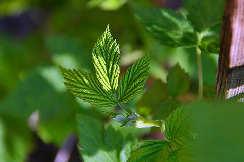 gerds, verd, fulla de gerds verdes, fruita, saludable, fresc, vegetarià, naturalesa, bé, primavera, vitamines, menjar, l'hort, full, color verd, part de la planta, planta, creixement, primer pla, herba, cap gent, bellesa a la natura, dia, centrar-se en primer pla, marihuana - cannabis a base d'herbes, menjar i beguda, frescor, enfocament selectiu, salut i medicina, medicina, a l'aire lliure, fulles, 5K, CC0, domini públic, lliure de regalies