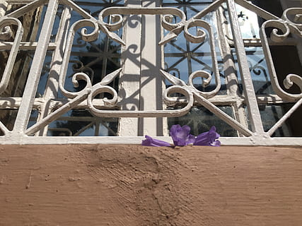 Mexiko, Fenster, Palisander, Metall, Blume, blühende Pflanze, die Architektur, Tag, keine Leute, Pflanze, gebaute Struktur, Nahansicht, draußen, Zaun, Natur, Schmiedeeisen, Tor, Sicherheit, Grenze, Schutz, Barriere, Flachwinkelansicht, lila, Eisen - Metall, Eisen, 4K, CC0, gemeinfrei, lizenzfrei