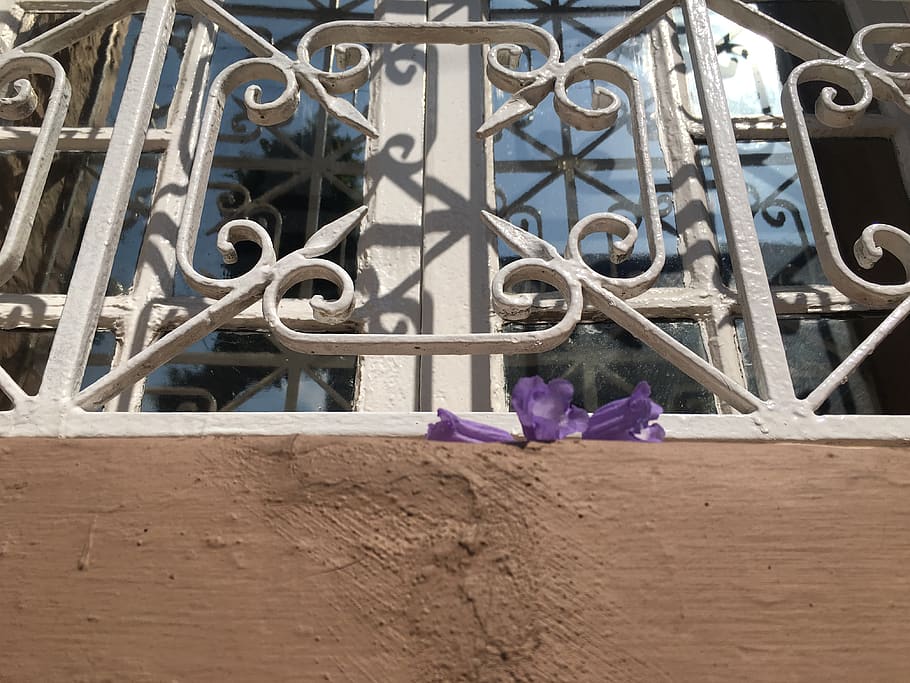 mexicà, finestra, jacaranda, metall, flor, planta amb flors, arquitectura, dia, cap gent, planta, estructura construïda, primer pla, a l'aire lliure, tanca, naturalesa, ferro forjat, porta, seguretat, límit, protecció, barrera, vista d’angle baix, porpra, ferro - metall, ferro, 4K