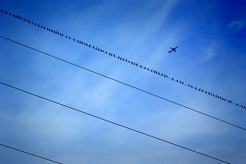 niebieski, niebo, chmury, samolot, moc, ptaki, kwestia, Struktura, tło, niski kąt widzenia, latający, pojazd powietrzny, środek transportu, chmura - niebo, kręgowiec, transport, tematy zwierzęce, żadnych ludzi, ptak, zwierzę, kabel, dzień, zwierzęta na wolności, w powietrzu, Natura, zwierzęca przyroda, na dworze, Elektryczność, ślad pary, zasilacz, 4K, CC0, domena publiczna, darmowe zdjęcia