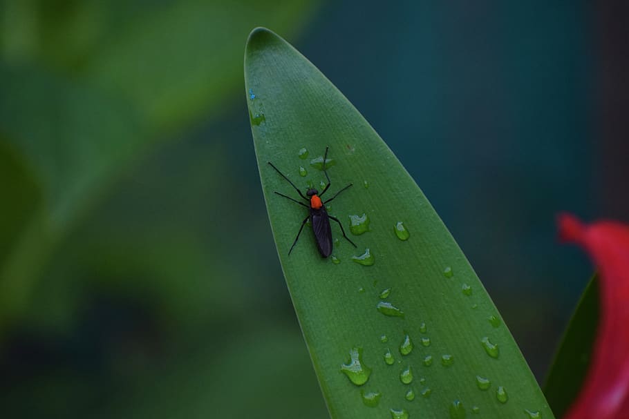 Índia, sikkim, invertebrat, un animal, temes d'animals, insecte, color verd, animals a la natura, fauna animal, animal, part de la planta, full, centrar-se en primer pla, primer pla, planta, dia, cap gent, naturalesa, creixement, volar, a l'aire lliure, ala dels animals, fulla d'herba, 5K