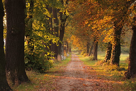 fall, tree, leaf, park, footpath, autumn, outdoor, september, leaves, forest, walkway, november, natural, walk, nobody, weather, green, landscape, day, path, season, orange, brown, fallen, plant, direction, the way forward, change, tranquility, land, nature, tree trunk, beauty in nature, trunk, plant part, growth, tranquil scene, non-urban scene, no people, diminishing perspective, treelined, outdoors, woodland, autumn collection, 5K, CC0, public domain, royalty free