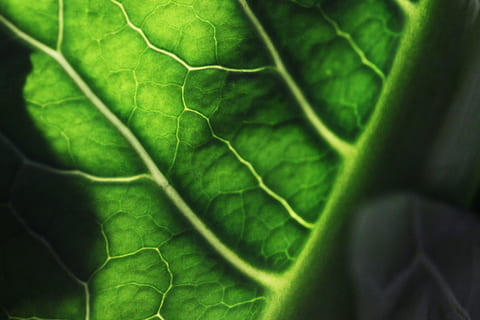 green, nature, macro, leaf, tiny, plant part, green color, close-up, plant, leaf vein, no people, vegetable, growth, food, freshness, food and drink, healthy eating, full frame, beauty in nature, day, extreme close-up, wellbeing, organic, 5K, CC0, public domain, royalty free