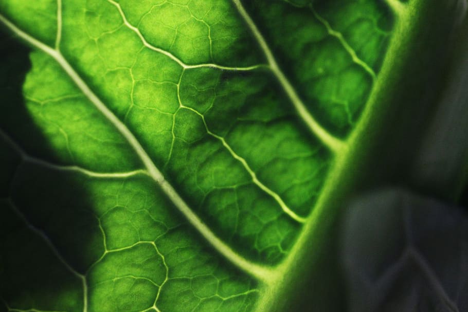 grøn, natur, makro, blad, lille bitte, plante del, grøn farve, tæt på, plante, bladvenen, ingen mennesker, grøntsag, vækst, mad, friskhed, mad og drikke, sund kost, fuld ramme, skønhed i naturen, dag, ekstrem nærbillede, velvære, organisk, 5K