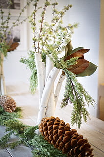 pinecone marró, planta, gerro, arbre, ceràmica, planta en test, jar, jardinera, herbes, abies, avet, conífera, pi, bedoll, a l'aire lliure, menjar, condiment, fusta, flor, taula, cap gent, menjar i beguda, frescor, natura morta, decoració, a l'interior, naturalesa, centrar-se en primer pla, pinya de pi, primer pla, creixement, dia, festa, celebració, arbre de coníferes, 5K, CC0, domini públic, lliure de regalies
