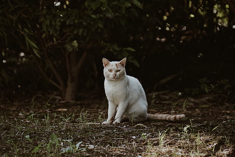 Weiß, Tierwelt, Katze, Tier, Säugetier, Wiesel, Haustier, Baum, shanghai, 3388 sichen hwy, China, draußen, Gras, Siamese, Wald, Porträt, saß, Natur, Park, Garten, ein Tier, inländisch, Haustiere, katzenartig, Hauskatze, Wirbeltier, Sitzung, Land, keine Leute, Pflanze, Feld, Wegschauen, suchen, Whisker, 5K, CC0, gemeinfrei, lizenzfrei
