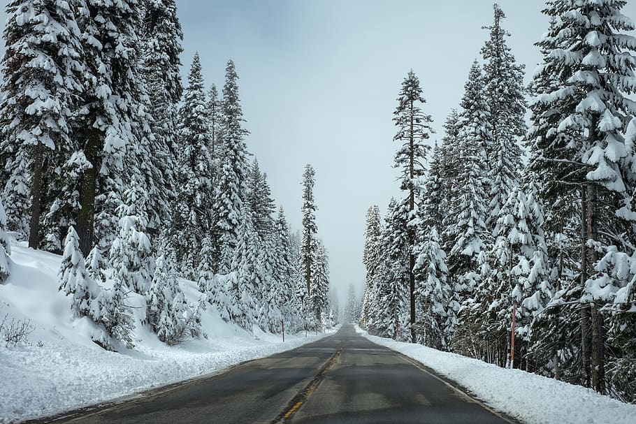 arbres, al costat, carretera, cobert, neu, fred, hivern, boscos, temperatura de fred, arbre, planta, bellesa a la natura, direcció, el camí a seguir, transport, escena tranquil·la, perspectiva decreixent, cel, tranquil·litat, cobertura, cap gent, naturalesa, escenics - natura, dia, muntanya nevada, 4K