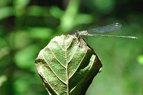 overfladisk, fokus fotografering, grøn, guldsmed, tæt på, insekt, hvirvelløse, dyreliv, blad, dyr i naturen, dyre temaer, plante del, et dyr, dyr, fokus på forgrunden, grøn farve, dyrefløj, dag, natur, plante, ingen mennesker, damselfly, skønhed i naturen, udendørs, 2K, CC0, offentligt domæne, royaltyfrie