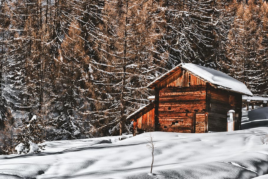 marró, fusta, cabina, nevat, paisatge, bosc, graner, xalet, fred, avet, gelades, refugi, temporada, neu, arbres, temps, hivern, boscos, temperatura de fred, arbre, estructura construïda, exterior de l'edifici, arquitectura, naturalesa, planta, cobertura, terra, material de fusta, cap gent, congelat, Color blanc, dia, bellesa a la natura, edifici, nevar, a l'aire lliure, casa de camp, clima extrem, neu en pols, 5K