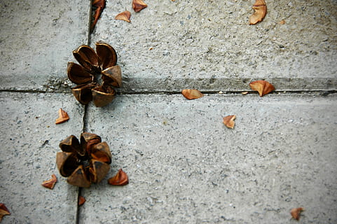 dos, marró, closques de nou, paviment, gris, espècia, roba, calçat, planta, flora, arbre, pruna, llavor, carrer, full, part de la planta, cap gent, sec, primer pla, naturalesa, dia, funció de construcció de parets, vista d’angle alt, a l'aire lliure, bellesa a la natura, vulnerabilitat, fragilitat, tardor, menjar, flor, frescor, directament a sobre, nou, fulles, Planta esvaïda, 2K, CC0, domini públic, lliure de regalies