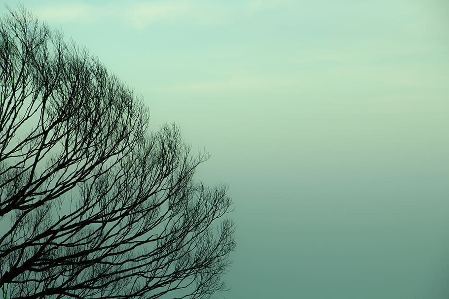 arbre, color, fons, , plantilla, naturalesa, planta, en blanc, tytoalbatraoz, fons del telèfon, cel, tranquil·litat, cap gent, bellesa a la natura, dia, arbre nu, escena tranquil·la, branca, escenics - natura, a l'aire lliure, aigua, creixement, idíl·lic, escena no urbana, mar, blau, color turquesa, 5K