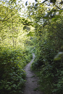 camino, devanado, la carretera, bosque, sendero, excursionismo, explorador, verde, primavera, lozano, follaje, arboles, plantas, hermoso, atención plena, viaje, profundidad, hojas, al aire libre, planta, crecimiento, dirección, árbol, naturaleza, el camino a seguir, color verde, belleza en la naturaleza, nadie, tierra, tranquilidad, día, escena tranquila, exuberante follaje, hoja, parte de la planta, 5K, CC0, dominio público, libre de derechos