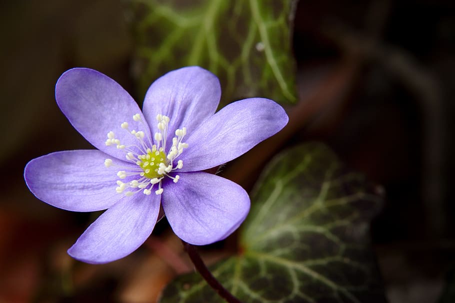 primavera, anemone, hepatica, violeta, florir, flor de primavera, hahnenfußgewächs, macro, flor, planta amb flors, planta, frescor, fragilitat, vulnerabilitat, bellesa a la natura, pètal, inflorescència, cap de flor, primer pla, creixement, naturalesa, centrar-se en primer pla, porpra, cap gent, pol·len, a l'aire lliure, dia, 5K