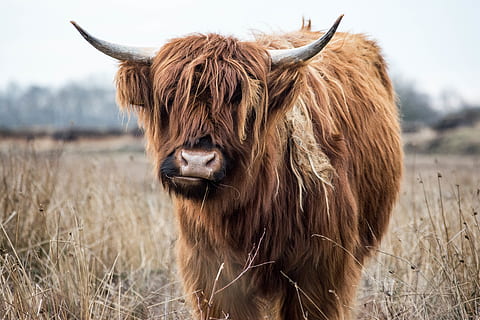 brun ox, pattedyr, dyre temaer, dyr, dyrehår, hornede, dyreliv, et dyr, husdyr, højlandskvæg, Mark, græs, Brun, natur, jord, plante, hvirveldyr, hår, tamkvæg, indenlandske, ingen mennesker, udendørs, planteædende, dyr hoved, frisure, 5K, CC0, offentligt domæne, royaltyfrie