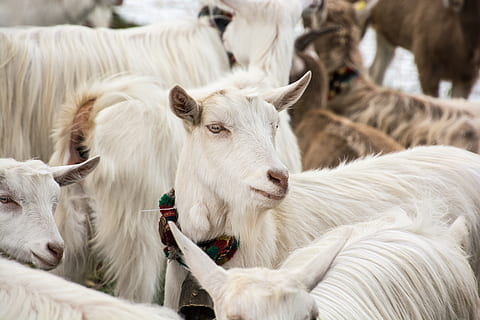 weiße Ziege, Säugetier, Haustiere, Tierthemen, Tier, inländisch, Gruppe von Tieren, Vieh, Wirbeltier, weiße Farbe, Ziege, Landwirtschaft, pflanzenfressend, Fokus auf den Vordergrund, keine Leute, mittlere Gruppe von Tieren, Tag, Schaf, Jungtier, Haar, Tier Stift, 5K, CC0, gemeinfrei, lizenzfrei