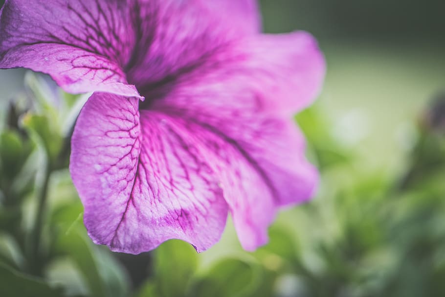 fotografia, poc profund, focus, porpra, flors, bonic, botànic, flor, macro, pètal, petunia, planta, planta amb flors, frescor, bellesa a la natura, creixement, fragilitat, primer pla, vulnerabilitat, inflorescència, cap de flor, naturalesa, color rosa, cap gent, centrar-se en primer pla, enfocament selectiu, botànica, a l'aire lliure, primavera, pol·len, suavitat, 4K