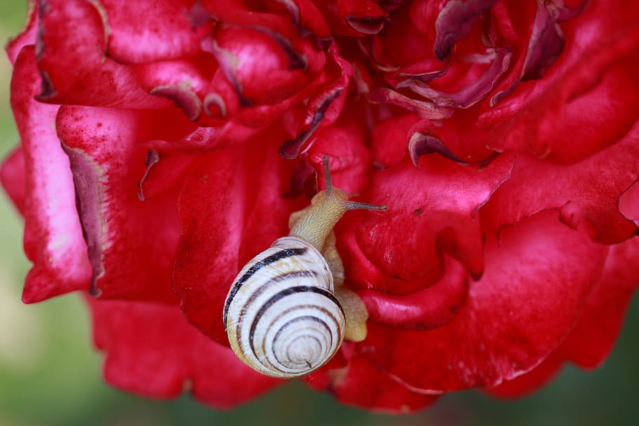 Caracol, Concha, rosa, vermelho, jardim, flor, fechar-se, animais selvagens, invertebrado, molusco, temas animais, animal, animais em estado selvagem, concha animal, beleza na natureza, natureza, gastrópode, ninguém, um animal, plantar, frescura, dia, focar em primeiro plano, 5K