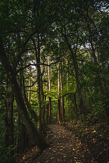 árvores de folhas verdes, floresta, natureza, árvore, Nova Zelândia, flora, vegetação, plantar, ao ar livre, terra, whangarei, selva, panorama, estrada, cascalho, estrada de terra, verde, viagem, caminhar, explorar, papel de parede, tranquilidade, direção, o caminho a seguir, crescimento, trilha, cena tranquila, beleza na natureza, ninguém, dia, cor verde, cena não urbana, scenics - natureza, folhagem exuberante, sujeira, Copa da árvore, 5K, CC0, domínio público, royalty free