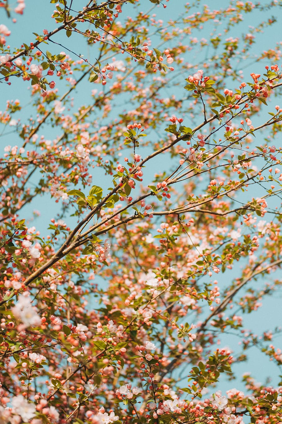 pink-leafed træ, plante, træ, lav vinkel visning, skønhed i naturen, vækst, blomst, blomstrende plante, natur, dag, afdeling, ingen mennesker, himmel, friskhed, skrøbelighed, udendørs, sårbarhed, forår, selektiv fokusering, ro, tæt på, kirsebær blomst, 4K