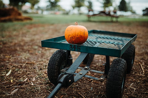 orange, pumpkin, green, metal trailer, wagon, fall, pumpkin patch, vegetables, vegetable, filed, garden, gardening, farm, farming, autumn, outdoors, agriculture, nature, season, wheelbarrow, halloween, food, october, harvesting, orange Color, yellow, ripe, grass, rural Scene, crop, no People, thanksgiving, leaf, fruit, summer, backgrounds, freshness, organic, wood - Material, 5K, CC0, public domain, royalty free
