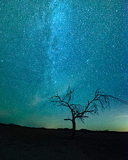 nu, árvore, noite estrelada, árvore nua, céu, scenics - natureza, plantar, beleza na natureza, estrela - espaço, natureza, tranquilidade, noite, terra, cena tranquila, panorama, azul, astronomia, meio Ambiente, silhueta, espaço, ramo, cena não urbana, ninguém, ao ar livre, planta morta, 4K, CC0, domínio público, royalty free