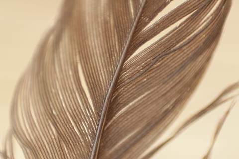 piume, struttura, modello, filoni, bokeh, ancora, Marrone, avvicinamento, emozione positiva, amore, girato in studio, piuma, Capello umano, capelli, romanza, in casa, a forma di cuore, natura, messa a fuoco selettiva, emozione, bellezza, sfondo colorato, singolo oggetto, acconciatura, natura morta, morbidezza, San Valentino - vacanze, 5K, CC0, dominio pubblico, privo di copyright