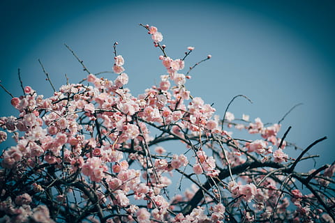 albero di fioritura rosa, pianta, fiorire, fiore, fiore di ciliegio, animale, uccello, cielo, vista, Giappone, hanami, rosa, sakura, hiroshima, albero, all'aperto, paesaggio, scenario, panoramico, natura, petalo, pianta fiorita, fragilità, crescita, bellezza nella natura, freschezza, vulnerabilità, primavera, ramo, giorno, colore rosa, Inquadratura dal basso, nessuno, cielo sereno, ciliegio, testa di fiore, 5K, CC0, dominio pubblico, privo di copyright
