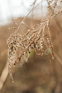 brunt bladgress, anlegg, fokusere på forgrunnen, nærbilde, vekst, natur, skjønnhet i naturen, ingen folk, ro, dag, tørke, kvist, skjørhet, sårbarhet, utendørs, tørket plante, selektiv fokusering, plantestamme, brun, gren, fitte pil, død plante, visnet plante, 5K, CC0, offentlig domene, opphavsrett gratis