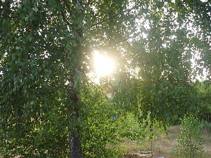 Baum, Wald, Ast, Licht, Wiese, Sonnenlicht, Blatt, Grün, Strauch, holzige Pflanze, Pflanze, Schönheit in der Natur, Wachstum, Natur, grüne Farbe, Ruhe, Land, ruhige Szene, Tag, keine Leute, Szenen - Natur, Linseneffekt, Sonne, Sonnenstrahl, Himmel, draußen, Nicht-städtische Szene, hell, Streaming, Sonneneruption, 2K, CC0, gemeinfrei, lizenzfrei