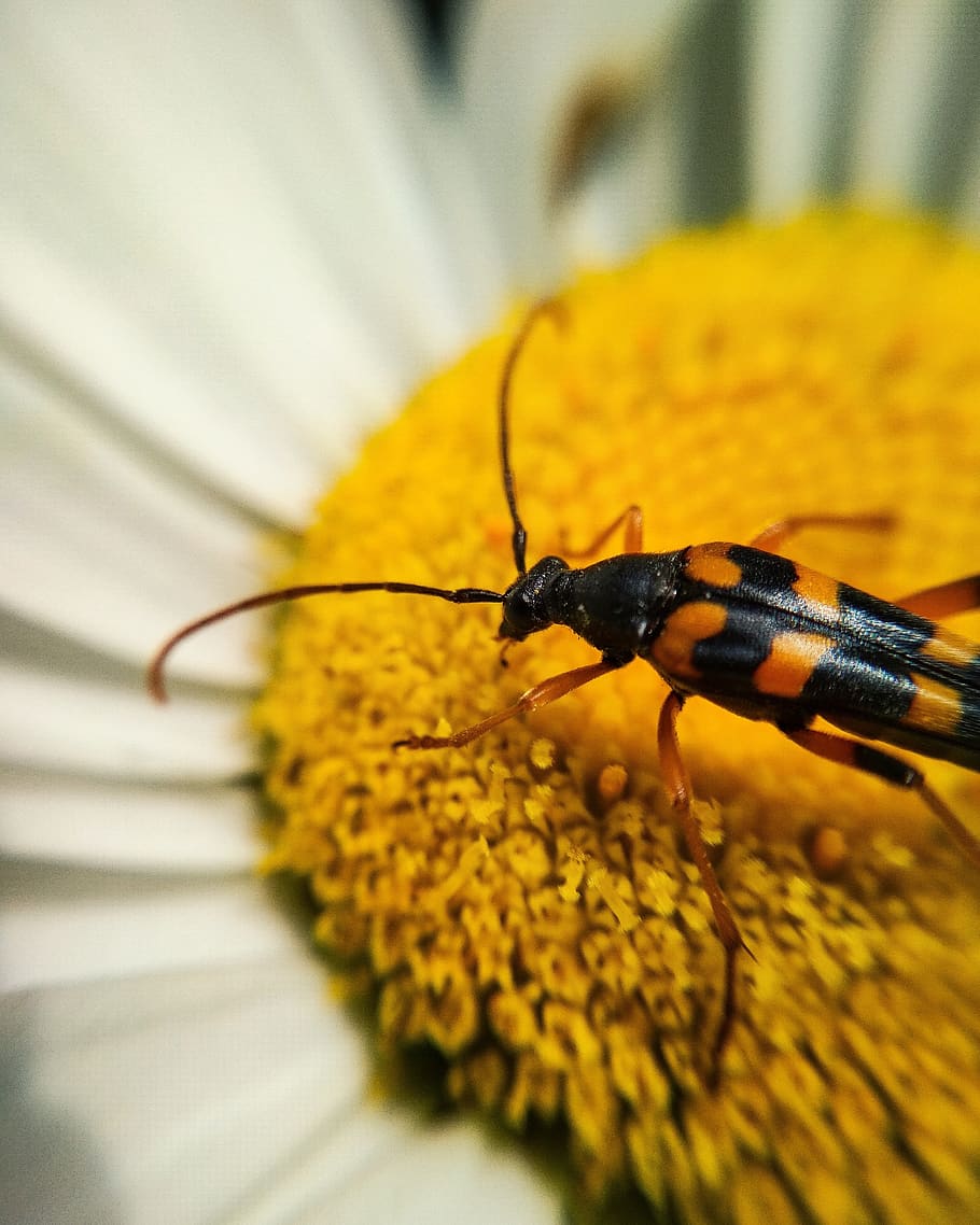 error, insecte, flor, pètals, antenes, groc, invertebrat, primer pla, un animal, animals a la natura, fauna animal, planta amb flors, animal, temes d'animals, bellesa a la natura, pètal, cap de flor, vulnerabilitat, cap gent, frescor, fragilitat, planta, naturalesa, pol·len, polinització, 4K