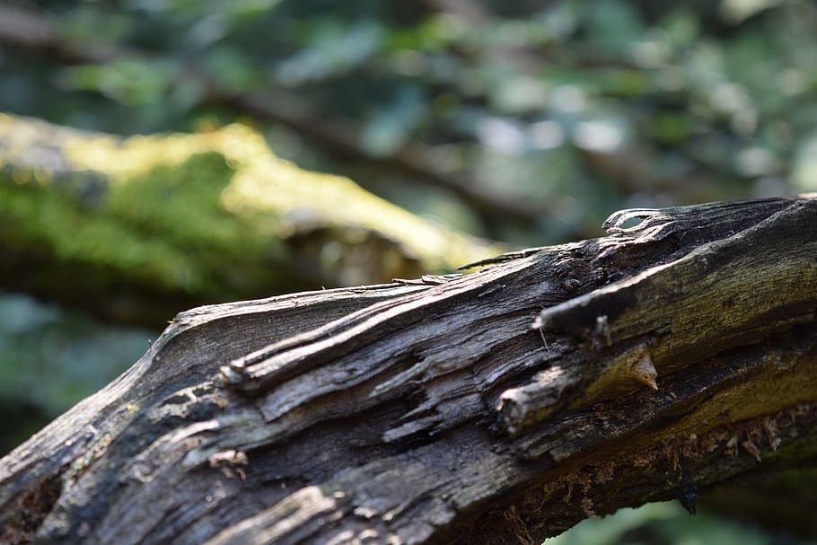 alberi, vecchi alberi, muschio, foresta, natura, legna, albero, strutturato, legno - materiale, avvicinamento, concentrarsi sulle conoscenze acquisite, messa a fuoco selettiva, pianta, tronco d'albero, giorno, tronco, nessuno, ruvido, modello, all'aperto, ceppo, crescita, legname, corteccia vegetale, abbaiare, 5K