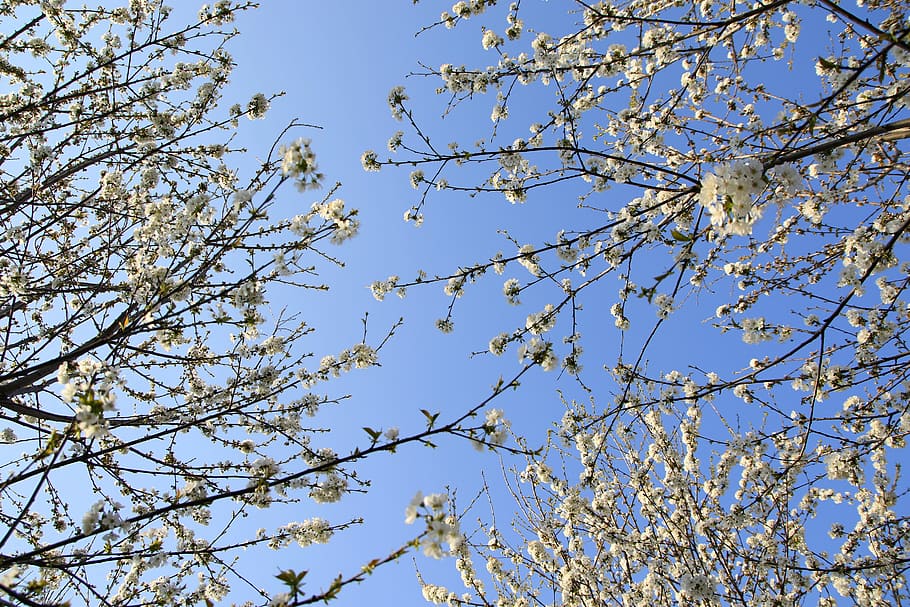 flors, blanc, casey, arbre, primavera, naturalesa, bonic, cel, vista d’angle baix, planta, branca, bellesa a la natura, cel clar, cap gent, creixement, dia, tranquil·litat, blau, a l'aire lliure, Color blanc, flor, arbre nu, planta amb flors, animals a la natura, llum solar, copa de l'arbre, 5K