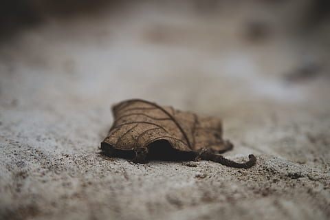 brown leaf, sea life, turtle, tortoise, animal, reptile, box turtle, leaf, ground, fall, concrete, decay, outdoors, nature, leaves, autumn, selective focus, close-up, no people, land, still life, dry, day, sand, textured, brown, single object, surface level, animal wildlife, plant part, animal themes, falling, one animal, 5K, CC0, public domain, royalty free
