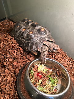 Tortuga, reptil, vista de alto ángulo, animal, adentro, temas de animales, fauna animal, nadie, vertebrado, animales en la naturaleza, naturaleza, un animal, día, alimentación saludable, de cerca, comida, comida y bebida, planta, bienestar, 4K, CC0, dominio público, libre de derechos