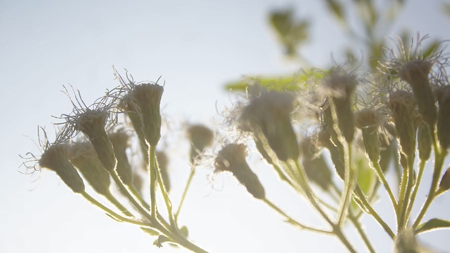 macro, flora, fiore, cielo, luce del sole, Alba, estate, fioritura, fiorire, pianta, primavera, tenero, giardino, bianca, soffice, rosso, luminosa, crescita, natura, nessuno, bellezza nella natura, avvicinamento, freschezza, giorno, messa a fuoco selettiva, Inquadratura dal basso, all'aperto, colore verde, concentrarsi sulle conoscenze acquisite, parte vegetale, foglia, la tranquillità, agricoltura, vulnerabilità, avena - coltura, 5K