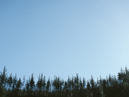pins verds, arbre, planta, abies, avet, conífera, naturalesa, a l'aire lliure, pi, picea, ocell, volant, animal, arquitectura, edifici, làrix, àguila, silueta, torre, jay, campanar, cel, cel clar, bellesa a la natura, tranquil·litat, blau, còpia espai, escena tranquil·la, cap gent, dia, vista d’angle baix, creixement, escenics - natura, terra, escena no urbana, bosc, paisatge, 4K, CC0, domini públic, lliure de regalies