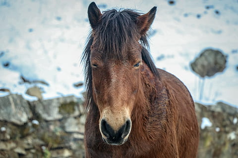 Nepal, ghode pani, mamifer, animal, cal, animale tematice, un animal, animale sălbatice, șeptel, animale vertebrate, animale domestice, intern, animale de companie, maro, să se concentreze asupra primelor elemente, zăpadă, iarnă, natură, portret, zi, nici o persoana, erbivor, cap de animal, în aer liber, 5K, CC0, domeniu public, fără drepturi de autor