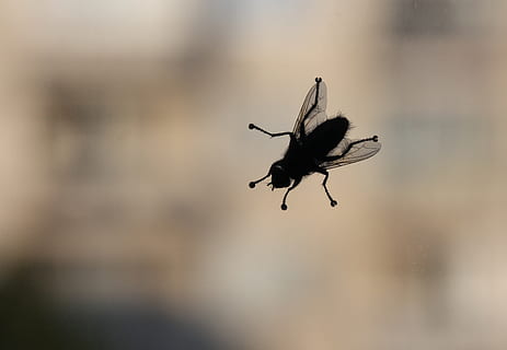 insectes, volar, error, finestra, invertebrat, animals a la natura, fauna animal, insecte, un animal, temes d'animals, animal, primer pla, centrar-se en primer pla, ala dels animals, enfocament selectiu, dia, cap gent, naturalesa, mosca domèstica, a l'aire lliure, bellesa a la natura, zoologia, moviment, 2K, CC0, domini públic, lliure de regalies