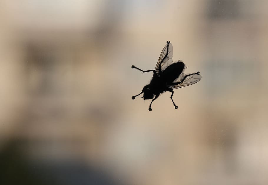 insectes, volar, error, finestra, invertebrat, animals a la natura, fauna animal, insecte, un animal, temes d'animals, animal, primer pla, centrar-se en primer pla, ala dels animals, enfocament selectiu, dia, cap gent, naturalesa, mosca domèstica, a l'aire lliure, bellesa a la natura, zoologia, moviment, 2K