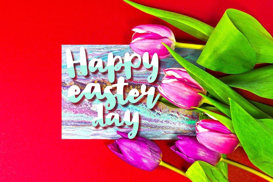 Pasqua, salutació de pasqua, primavera, vermell, osterkarte, targeta de felicitació, decoratiu, tradició, Caixa de text, les lletres dels pinzells, tulipa, frescor, primer pla, cap gent, menjar i beguda, flor, a l'interior, planta amb flors, vista d’angle alt, planta, text, color rosa, menjar, amor, emoció positiva, natura morta, vegetals, guió occidental, emoció, comunicació, 5K