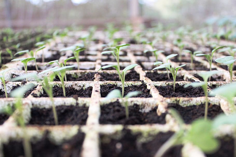 brasilien, planter, ændringer, miljø, grøntsag, vækst, plante, sætteplante, begyndelser, selektiv fokusering, nyt liv, smuds, natur, plante del, blad, i en række, landbrug, drivhus, planteskole, botanik, dag, havearbejde, ungt træ, ingen mennesker, grøn farve, udendørs, plantage, plantning, mudder, overflade niveau, 2K
