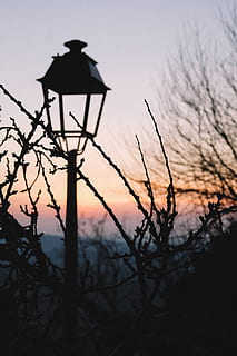 zwart, postlamp, omgeven, bomen, silhouet, zonsondergang, hemel, fabriek, natuur, boom, kalmte, schoonheid in de natuur, kale boom, scenics - natuur, geen mensen, gewerveld, buitenshuis, focus op de voorgrond, rustige scène, tak, Oranje kleur, dierenleven, dieren in het wild, dier, 5K, CC0, publiek domein, royaltyvrij