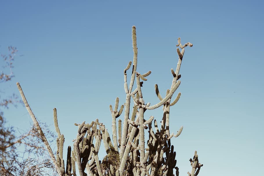 bar, træer, blå, himmel, plante, kaktus, udendørs, natur, græs, ørken, dyr, fugl, cuba, saftige, vandretur, sti, is, sne, vinter, reed, græsplæne, knop, lav vinkel visning, skyfri himmel, vækst, ingen mennesker, dag, træ, skønhed i naturen, ro, afdeling, bare træ, kopiere plads, sollys, saftige plante, tæt på, tørt klima, 5K