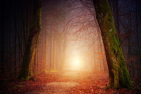 narrow, pathway, tress, road, path, forest, tree, tunnel, fog, foggy, mist, light, mystical, lightray, dark, moss, autumn, ethereal, otherworldly, fairy, wood, woodland, nature, leaf, outdoors, landscape, light - Natural Phenomenon, sunlight, season, sunbeam, mystery, branch, scenics, beauty In Nature, morning, footpath, green Color, magic, non-Urban Scene, sun, spooky, rural Scene, tranquil Scene, no People, plant, yellow, orange Color, red, environment, tree Trunk, vibrant Color, october, backgrounds, lush Foliage, park - Man Made Space, day, fantasy, multi Colored, sunset, bright, summer, color Image, colors, 5K, CC0, public domain, royalty free